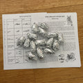 Replacemnt materials for the Original Elementary Owl Pellet KIt