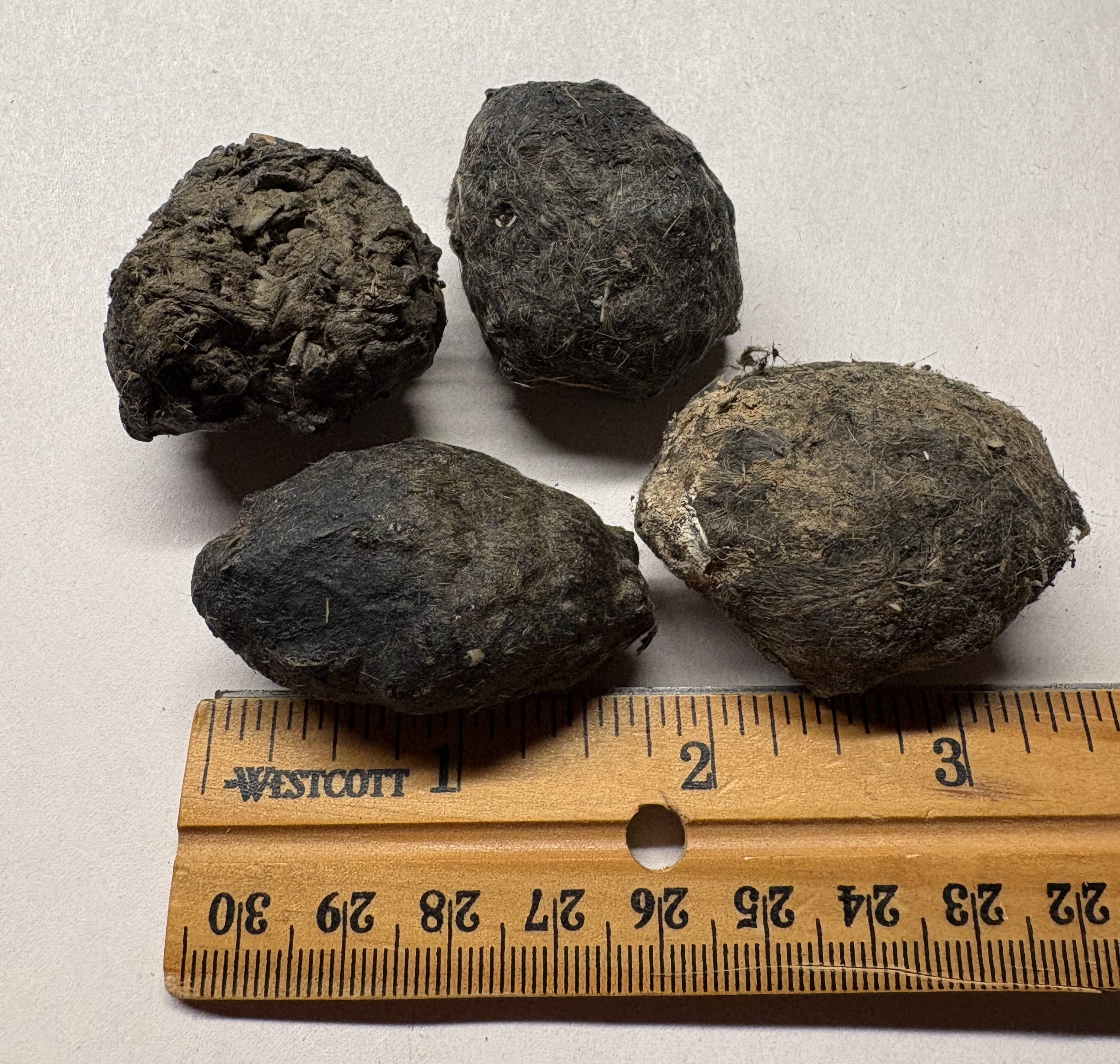 small barn owl pellets for the classroom