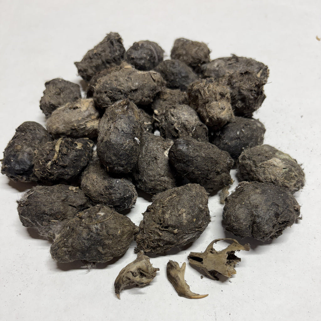 Small barn owl pellets ready for classrooom dissection