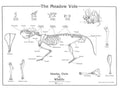 Vole Chart