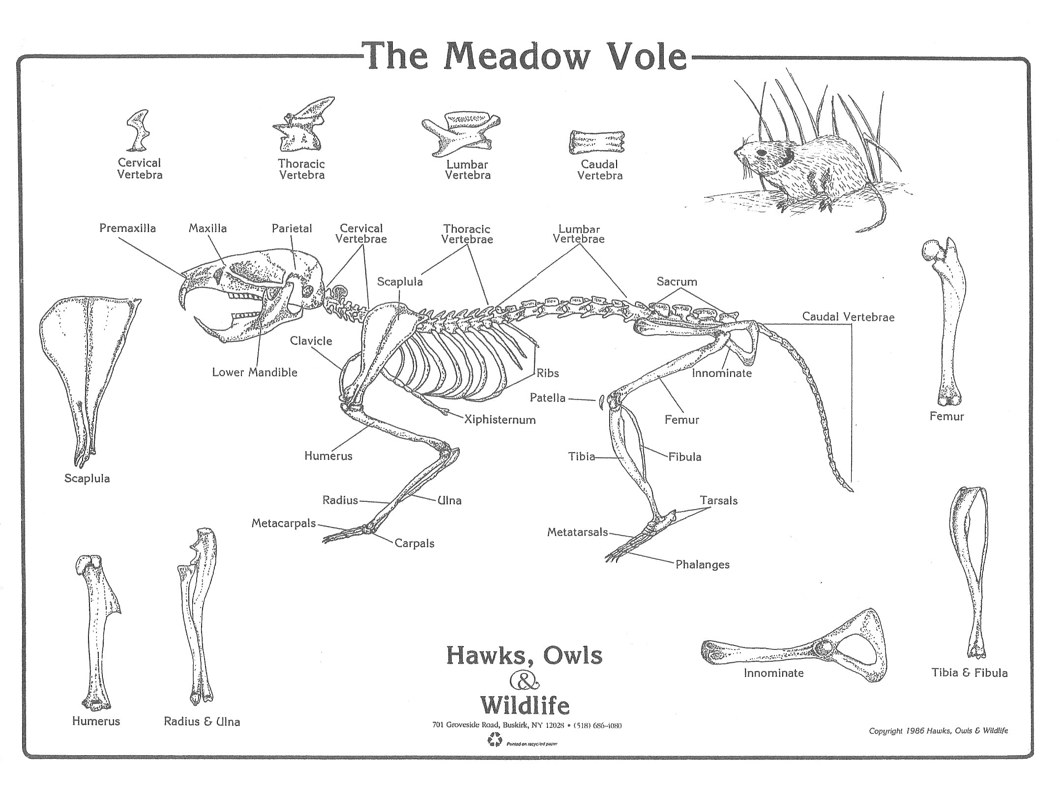 Vole Chart